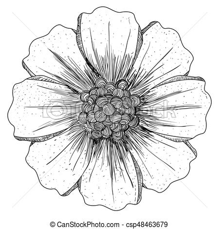 Isolated Flower Sketch Isolated Sketch Of A Flower, Vector 450x470 Isolated Flower Sketch Isolated Sketch Of A Flower, Vector