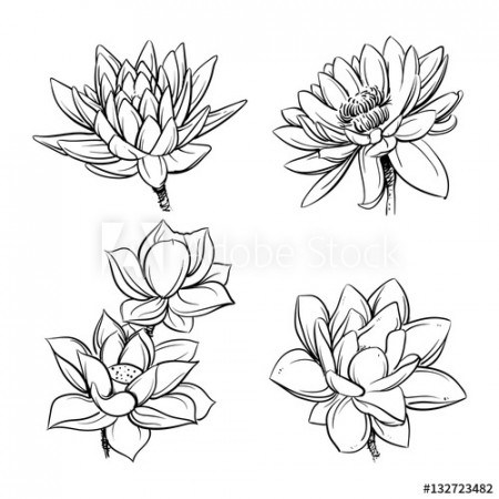 Lotus Flowers, Sketch Vector Illustration, Lotus Clip Art Buy 450x450 Lotus Flowers, Sketch Vector Illustration, Lotus Clip Art Buy
