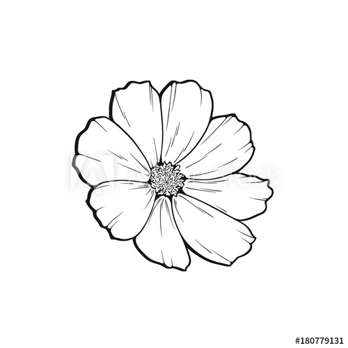 One Line Art Flower Sketch, Vector Illustration Isolated On White 500x500 One Line Art Flower Sketch, Vector Illustration Isolated On White