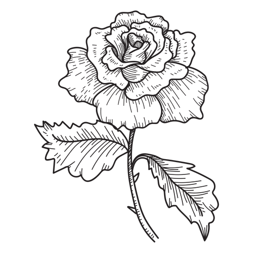 Rose Flower Sketch Icon 512x512 Rose Flower Sketch Icon