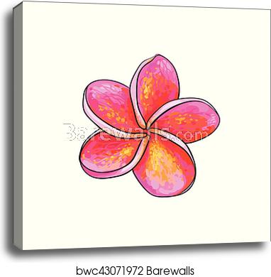 Single Pink Plumeria, Frangipani Tropical Flower, Sketch Vector 382x390 Single Pink Plumeria, Frangipani Tropical Flower, Sketch Vector