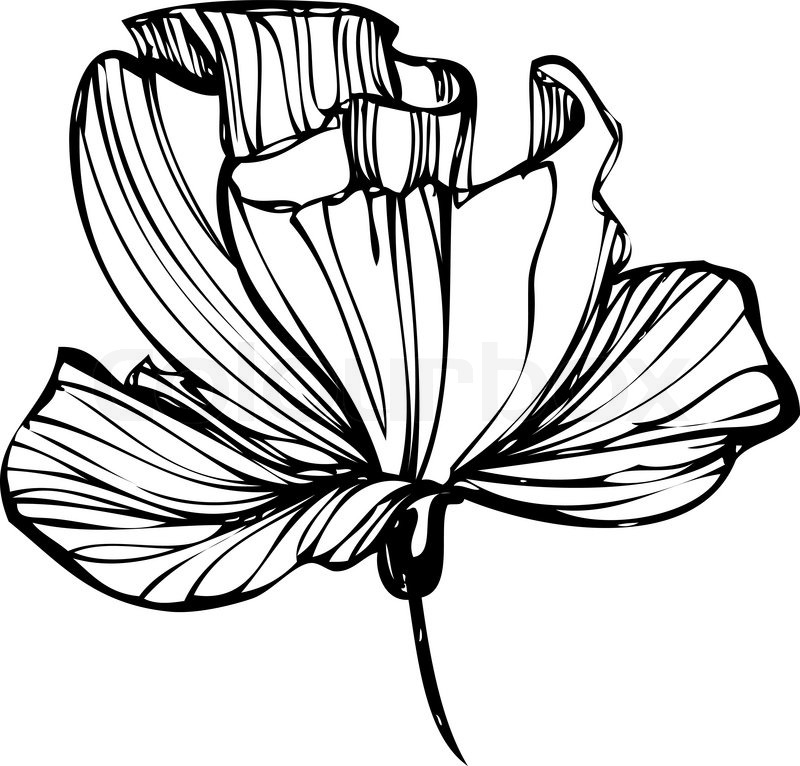 Sketch Of Flower Buds On A White Stock Vector Colourbox 800x766 Sketch Of Flower Buds On A White Stock Vector Colourbox