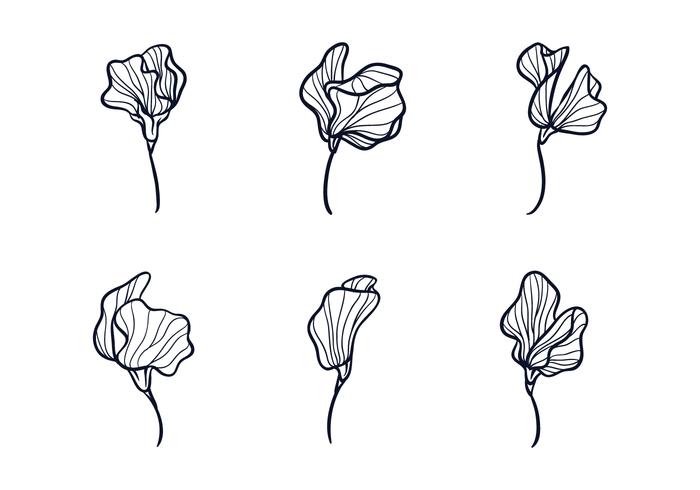 Sweet Pea Flower Sketch 700x490 Sweet Pea Flower Sketch