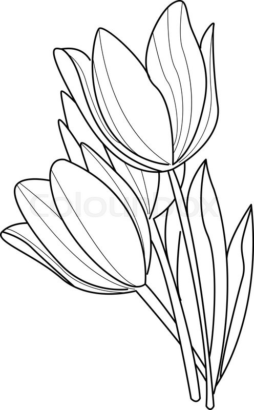 Tulip Flowers Sketch Vector Stock Vector Colourbox 496x800 Tulip Flowers Sketch Vector Stock Vector Colourbox