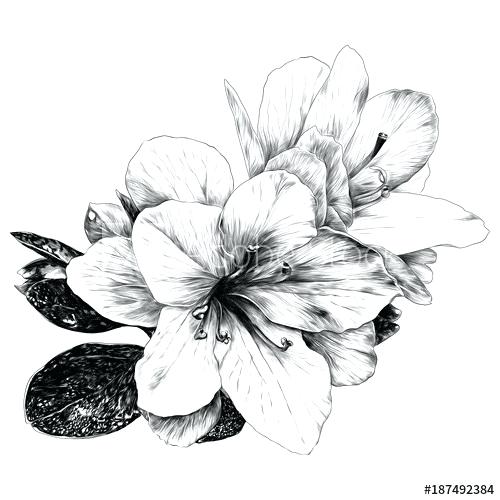 A Flower Sketch 500x500 A Flower Sketch