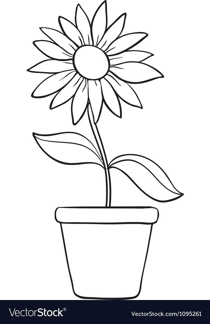 A Flower Sketch 700x1080 A Flower Sketch