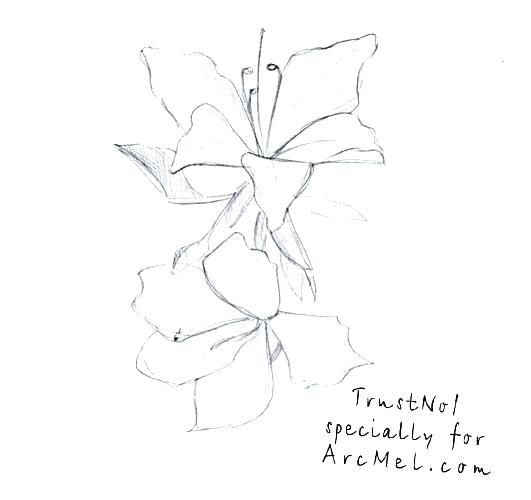 A Flower Sketch 531x500 A Flower Sketch