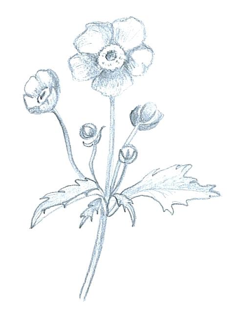 Flowers Sketch Drawing 483x637 Flowers Sketch Drawing