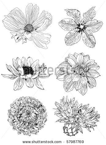 Stock Vector Collection Of Flower Sketches Flowers 346x470 Stock Vector Collection Of Flower Sketches Flowers