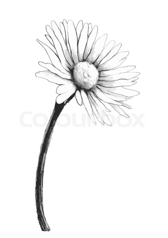 Chamomile Flower Sketch, Vector Hand Stock Vector Colourbox 566x800 Chamomile Flower Sketch, Vector Hand Stock Vector Colourbox