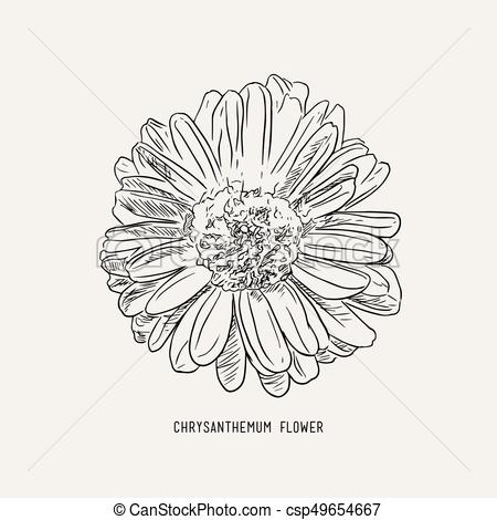 Chrysanthemum Flower Sketch Vector Chrysanthemum Flower Use 450x470 Chrysanthemum Flower Sketch Vector Chrysanthemum Flower Use