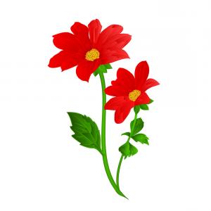 Red Dahlia Summer Flower Stem Vector Savoyuptown 300x300 Red Dahlia Summer Flower Stem Vector Savoyuptown