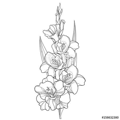 Vector Bunch With Gladiolus Or Sword Lily Flower, Stem, Bud 500x500 Vector Bunch With Gladiolus Or Sword Lily Flower, Stem, Bud