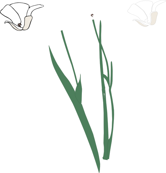White Long Stem Flower Broke Apart Clip Art 576x600 White Long Stem Flower Broke Apart Clip Art