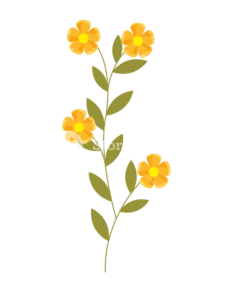 Flowers Stem Botanical On White Background Vector Illustration 800x1000 Flowers Stem Botanical On White Background Vector Illustration