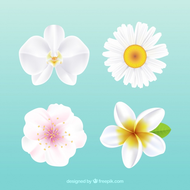 626x626 White Flowers Vectors Free Vector Graphics Everypixel