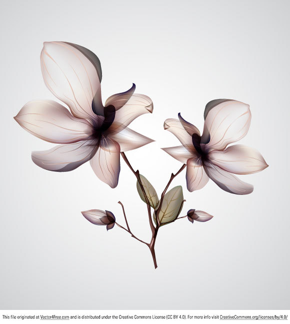 580x646 Orchid Flower Vector Vector Flower Free Vector Free Download