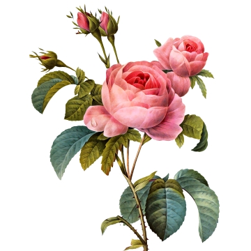 Vintage Flowers Png Images Vector And Free Download 360x360 Vintage Flowers Png Images Vector And Free Download