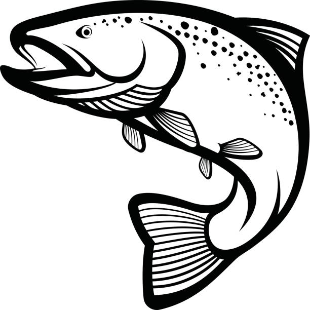 612x612 Fly Fishing Clipart Black And White