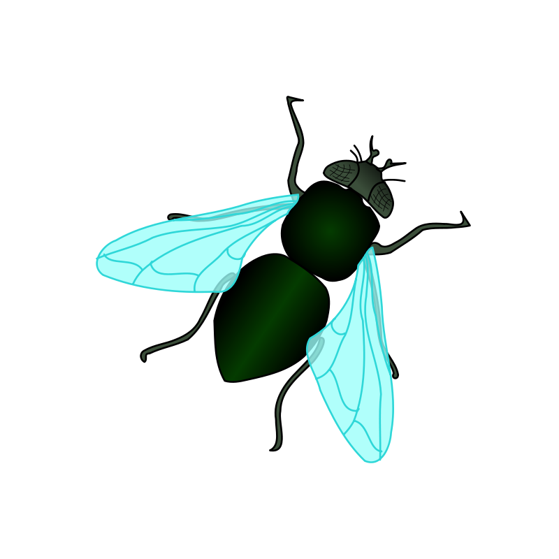 Fly Insect Vector