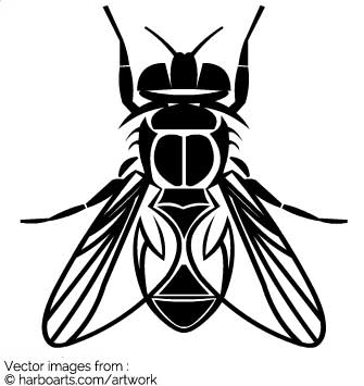 335x355 Download Fly