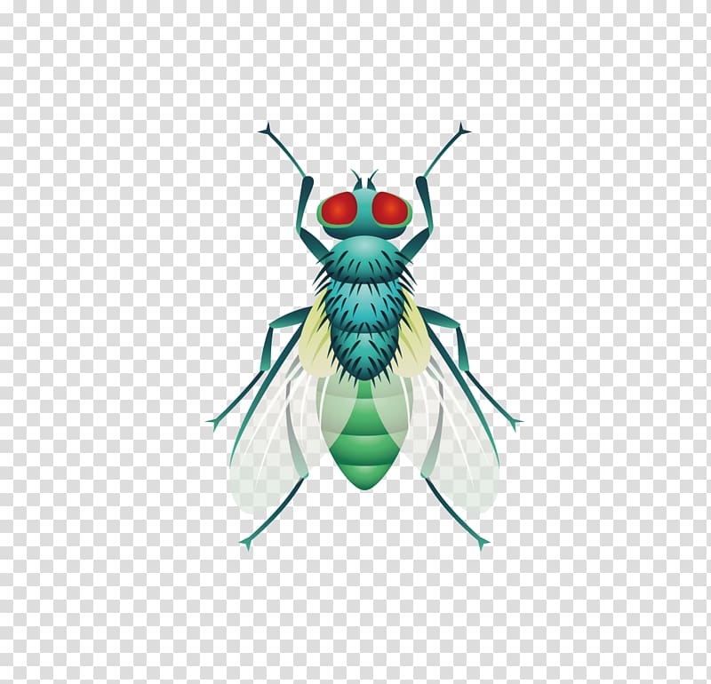 800x770 Fly Insect, Five Insect Flies Material Transparent Background Png