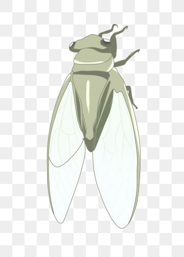 360x503 Fly Insect Png, Vector, And Clipart With Transparent
