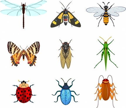 429x368 Fly Insect Free Vector Download
