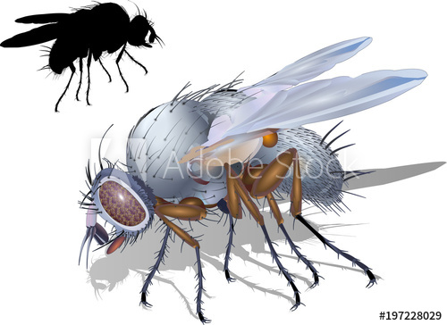500x364 Fly Insect Vector Illustration Isolated On White Background
