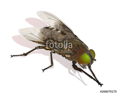 500x400 Fly Insect Vector Realistic Illustration Isolated On White