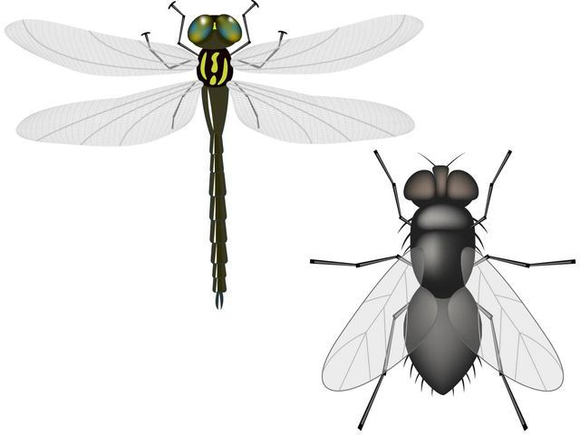 640x481 Free Vectors Flying Insects Great