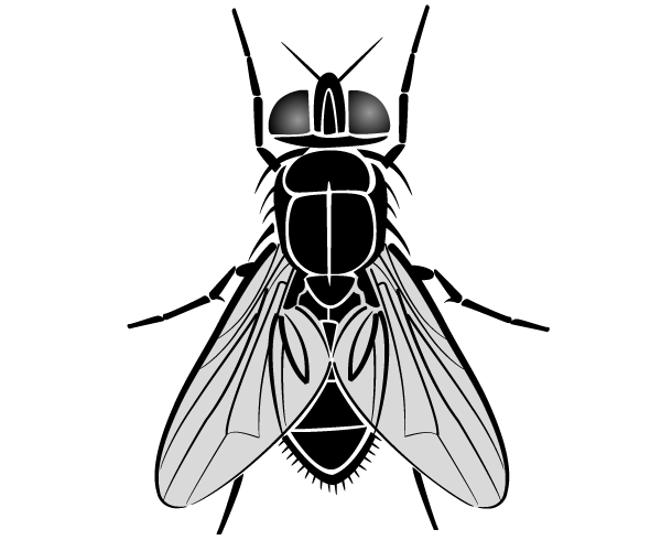 600x490 Free Download Of Flying Insect Vector Graphics And Illustrations
