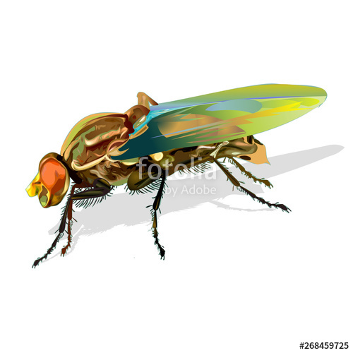 500x500 African Fly Insect Vector Illustration Isolated On White Stock