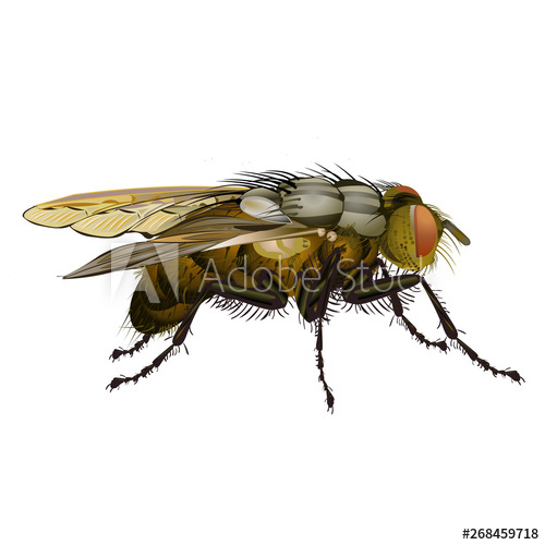 500x500 House Fly Insect Vector Illustration Isolated On White