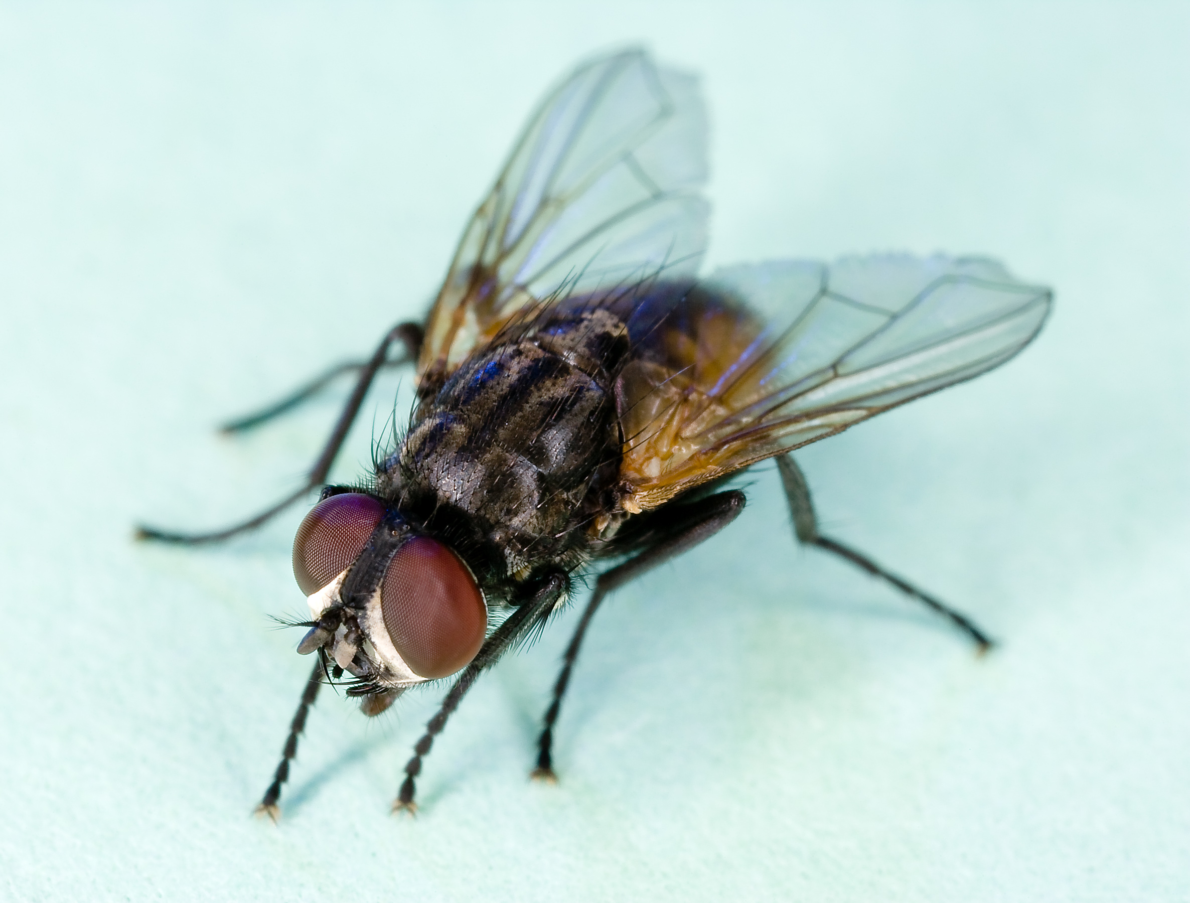 2372x1800 Housefly