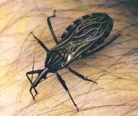 283x238 Insect Vectors