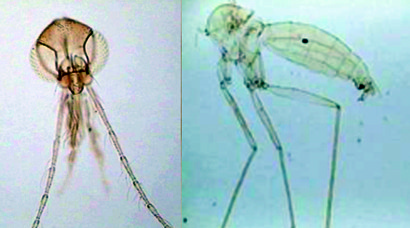 410x228 New Sand Fly Species And Potential Vector Of Leishmaniasis
