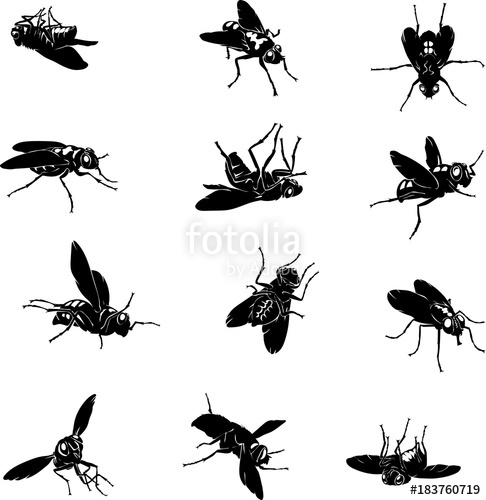 486x500 Fly, Insect, Black, Vector, Silhouette Stock Image And Royalty