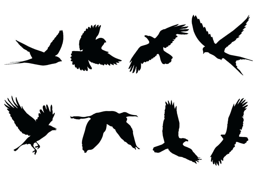 1024x717 Flying Bird Silhouette Bird Download Computer Flying Bird