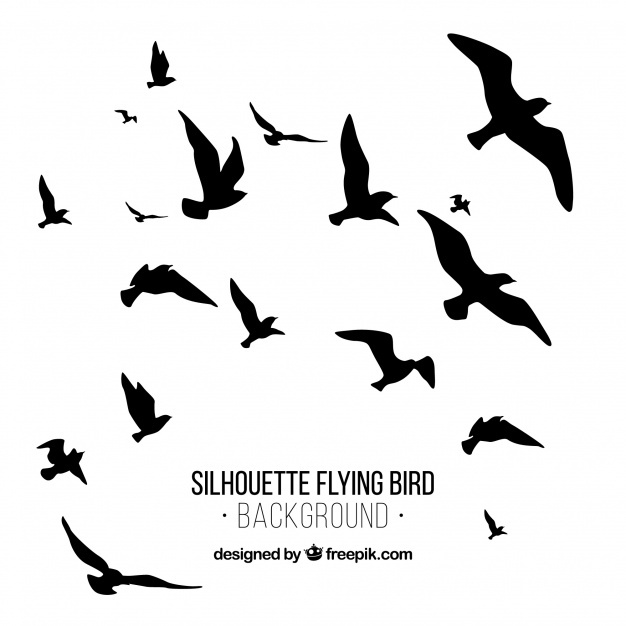 626x626 Flying Birds Silhouettes Vectors, Photos And Free Download