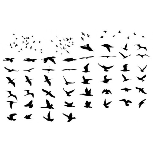 500x500 Many Flying Birds Silhouettes Vector