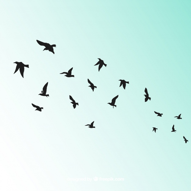 626x626 Silhouette Flying Bird Background Vector Free Download