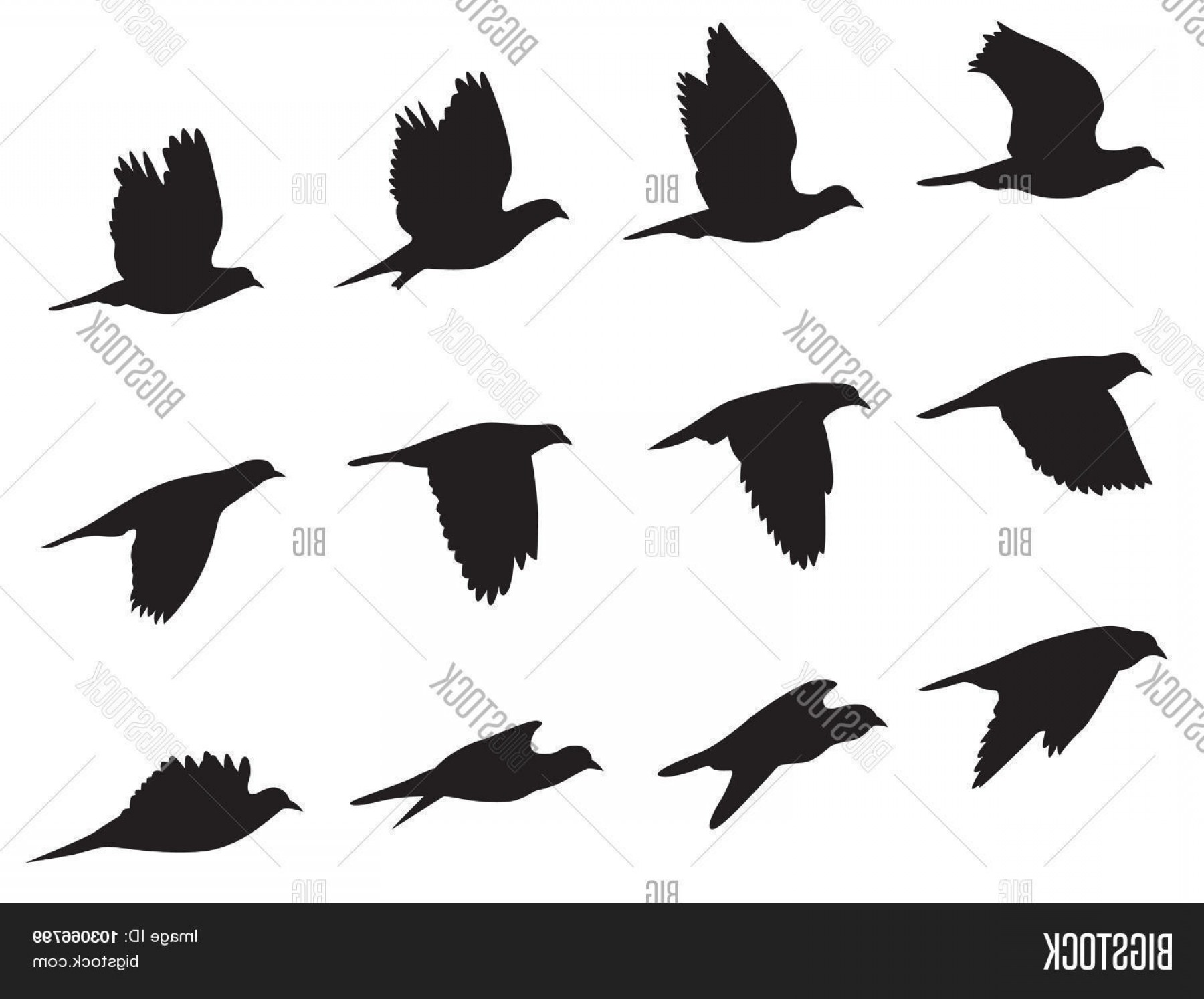1800x1494 Stock Vector Silhouette Pigeons Bird Flying Motion Vector Set