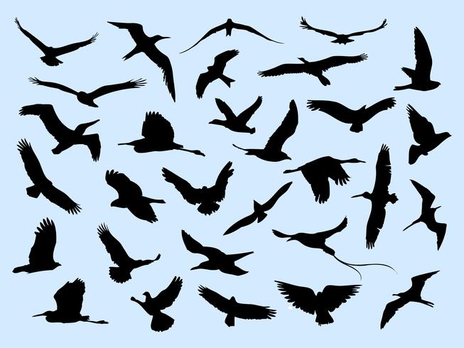 Different Flying Birds 653x490 Different Flying Birds