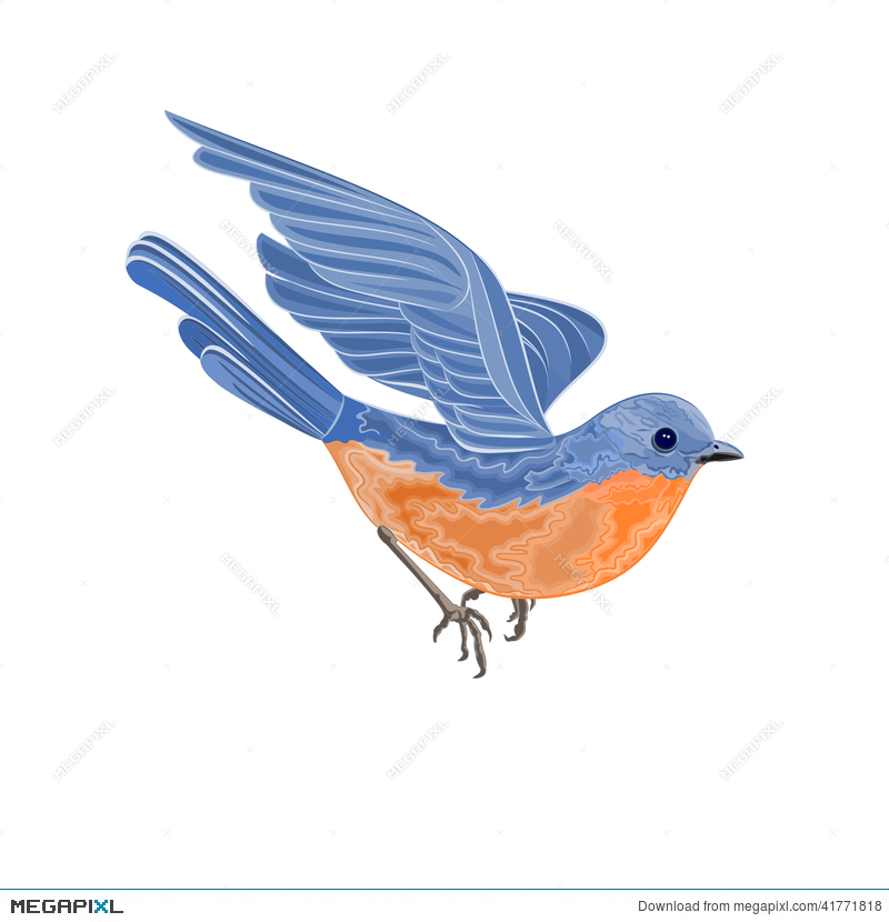 Flying Bird Vector Illustration Illustration 800x830 Flying Bird Vector Illustration Illustration