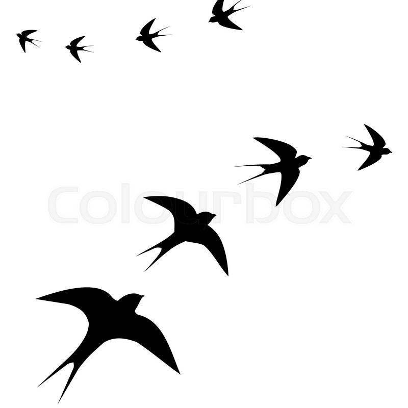 Flying Birds,vector Illustration Stock Vector Colourbox 800x800 Flying Birds,vector Illustration Stock Vector Colourbox