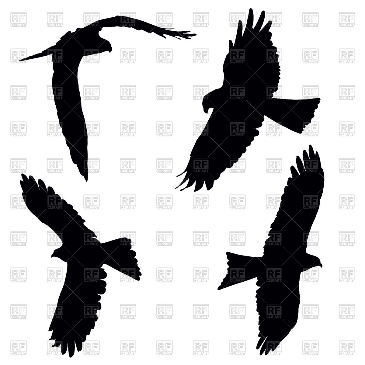 Flying Pariah Or Black Kite 1200x1200 Flying Pariah Or Black Kite