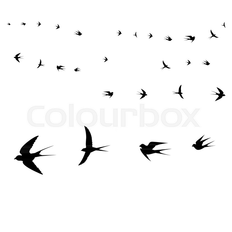 Birds Icons, Flying Birds,vector Stock Vector Colourbox 800x800 Birds Icons, Flying Birds,vector Stock Vector Colourbox