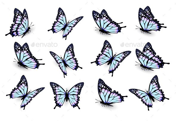 Collection Of Blue Butterflies Flying In Different Directions 590x408 Collection Of Blue Butterflies Flying In Different Directions