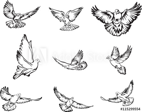 Dove, Flying Dove Black And White Image, Options Image, Vector 500x394 Dove, Flying Dove Black And White Image, Options Image, Vector